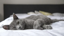 怎么可以这么萌，小萌猫可爱桌面壁纸5月7日推荐