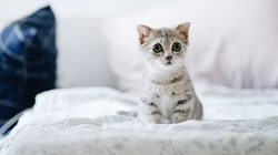 怎么可以这么萌，小萌猫可爱桌面壁纸5月7日推荐