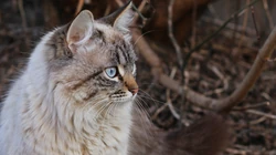 怎么可以这么萌，小萌猫可爱桌面壁纸5月7日推荐