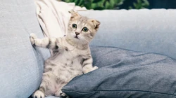 怎么可以这么萌，小萌猫可爱桌面壁纸5月7日推荐