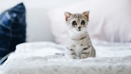 怎么可以这么萌，小萌猫可爱桌面壁纸5月7日推荐