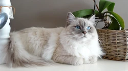 怎么可以这么萌，小萌猫可爱桌面壁纸5月7日推荐