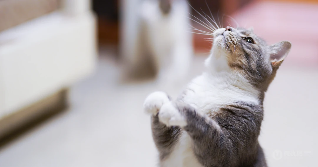 怎么可以这么萌，小萌猫可爱桌面壁纸5月7日推荐