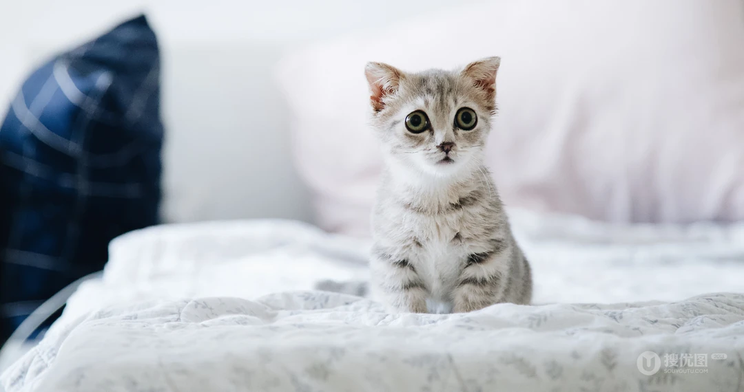 怎么可以这么萌，小萌猫可爱桌面壁纸5月7日推荐