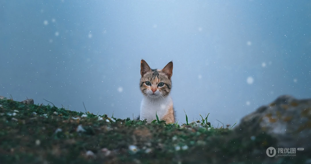 怎么可以这么萌，小萌猫可爱桌面壁纸5月7日推荐