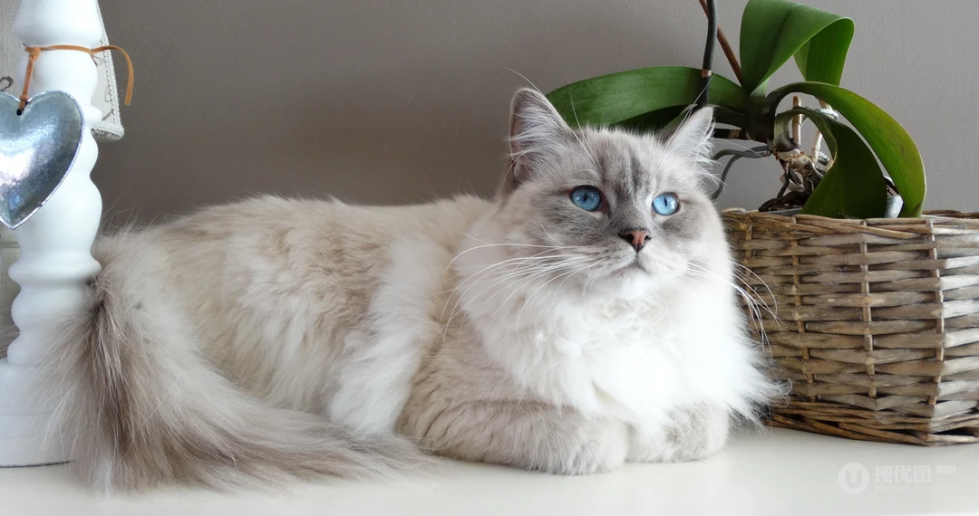 怎么可以这么萌，小萌猫可爱桌面壁纸5月7日推荐