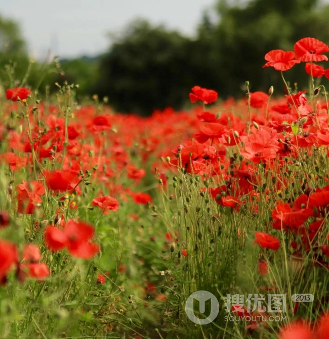 罂粟花开满地红，娇艳美丽的红色罂粟花花田图片