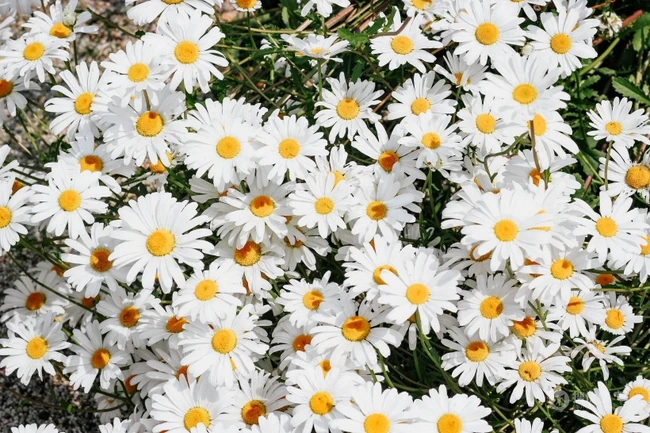 野外生长的一簇簇唯美好看雏菊花，小雏菊高清图片