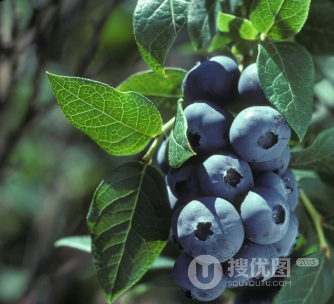 挂在树上看起来酸甜可口美味的蓝莓高清图片 第1张