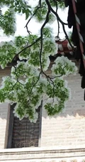 流苏树图片，四月雪，也叫流苏树唯美好看图片图集