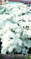 流苏树图片，四月雪，也叫流苏树唯美好看图片图集