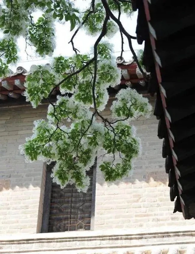 流苏树图片，四月雪，也叫流苏树唯美好看图片图集