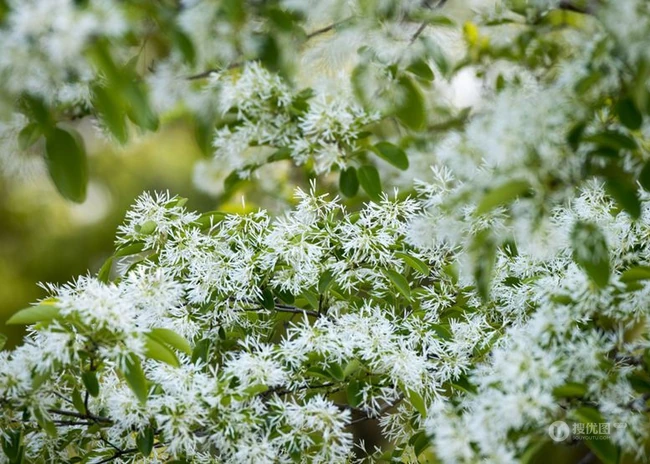 流苏树图片，四月雪，也叫流苏树唯美好看图片图集