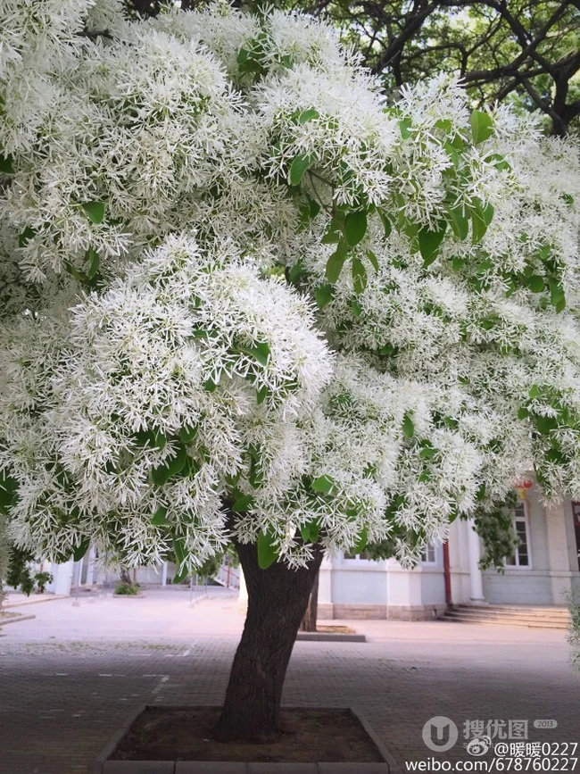 流苏树图片，四月雪，也叫流苏树唯美好看图片图集