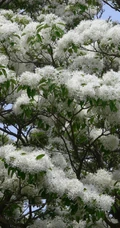 流苏树图片，四月雪，也叫流苏树唯美好看图片图集