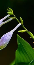 玉簪，玉簪花图片，素雅又端庄的玉簪花唯美图片欣赏