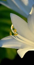 玉簪，玉簪花图片，素雅又端庄的玉簪花唯美图片欣赏