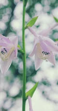 玉簪，玉簪花图片，素雅又端庄的玉簪花唯美图片欣赏
