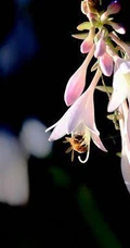 玉簪，玉簪花图片，素雅又端庄的玉簪花唯美图片欣赏