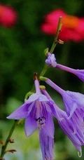 玉簪，玉簪花图片，素雅又端庄的玉簪花唯美图片欣赏