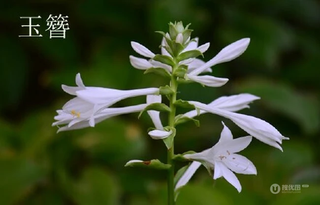 玉簪，玉簪花图片，素雅又端庄的玉簪花唯美图片欣赏