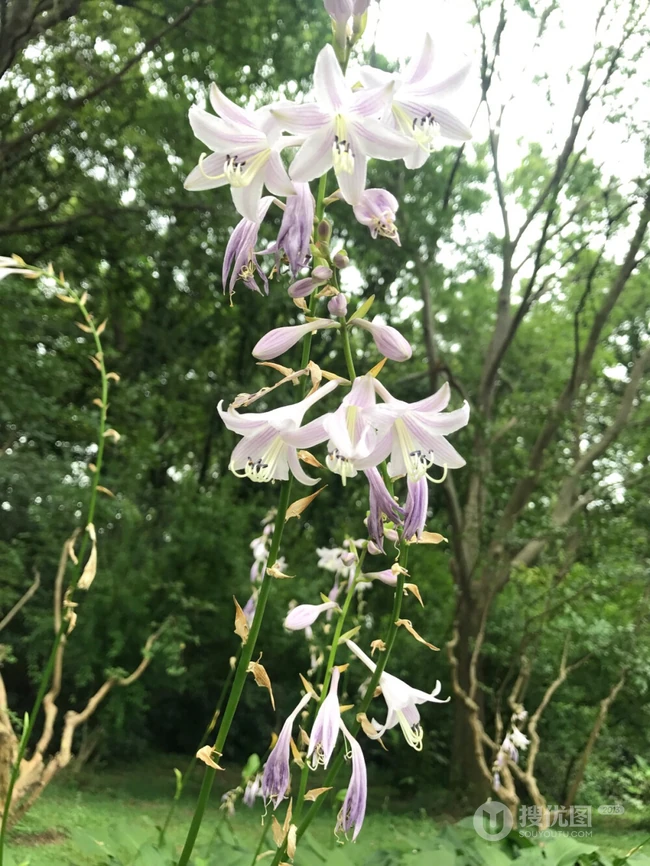 玉簪，玉簪花图片，素雅又端庄的玉簪花唯美图片欣赏