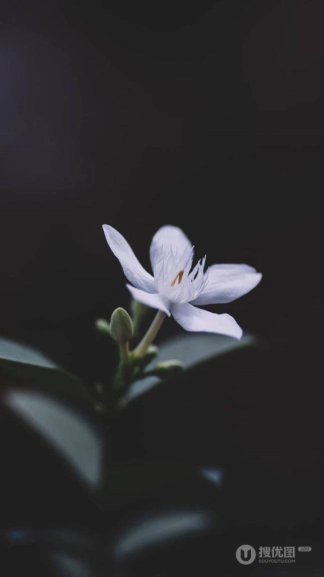 玉簪，玉簪花图片，素雅又端庄的玉簪花唯美图片欣赏