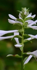 玉簪，玉簪花图片，素雅又端庄的玉簪花唯美图片欣赏