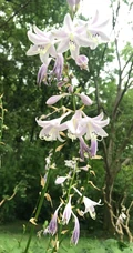 玉簪，玉簪花图片，素雅又端庄的玉簪花唯美图片欣赏