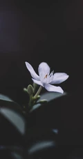 玉簪，玉簪花图片，素雅又端庄的玉簪花唯美图片欣赏