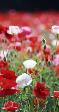 罂粟花图片，拥有死亡之恋花语的罂粟花唯美图片