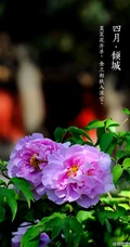 牡丹花图片，花期4-5月开放的雍容华贵国花牡丹花唯美图片