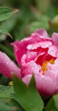牡丹花图片，花期4-5月开放的雍容华贵国花牡丹花唯美图片