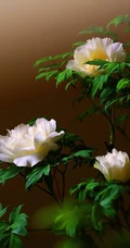 牡丹花图片，花期4-5月开放的雍容华贵国花牡丹花唯美图片