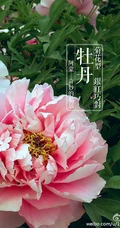牡丹花图片，花期4-5月开放的雍容华贵国花牡丹花唯美图片