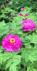 牡丹花图片，花期4-5月开放的雍容华贵国花牡丹花唯美图片