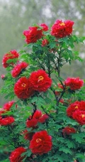 牡丹花图片，花期4-5月开放的雍容华贵国花牡丹花唯美图片