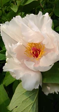 牡丹花图片，花期4-5月开放的雍容华贵国花牡丹花唯美图片