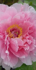 牡丹花图片，花期4-5月开放的雍容华贵国花牡丹花唯美图片