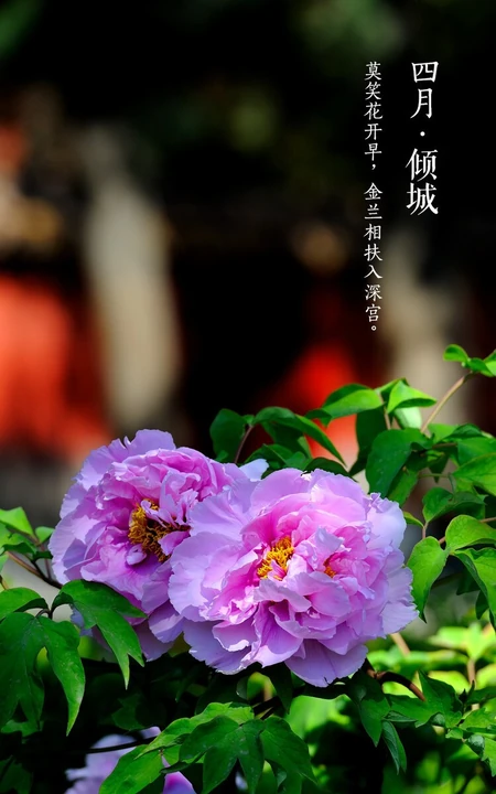 牡丹花图片，花期4-5月开放的雍容华贵国花牡丹花唯美图片
