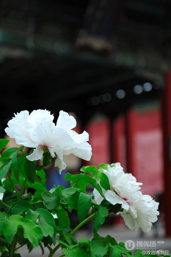 牡丹花图片，花期4-5月开放的雍容华贵国花牡丹花唯美图片