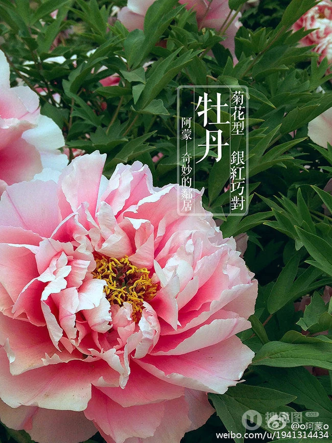 牡丹花图片，花期4-5月开放的雍容华贵国花牡丹花唯美图片