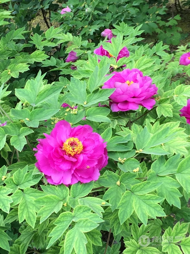 牡丹花图片，花期4-5月开放的雍容华贵国花牡丹花唯美图片