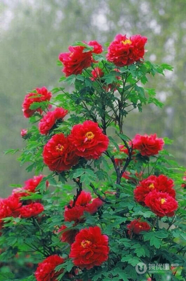 牡丹花图片，花期4-5月开放的雍容华贵国花牡丹花唯美图片