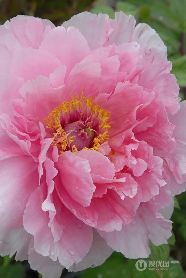 牡丹花图片，花期4-5月开放的雍容华贵国花牡丹花唯美图片