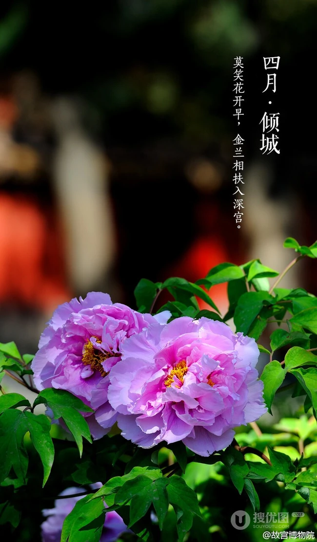 牡丹花图片，花期4-5月开放的雍容华贵国花牡丹花唯美图片