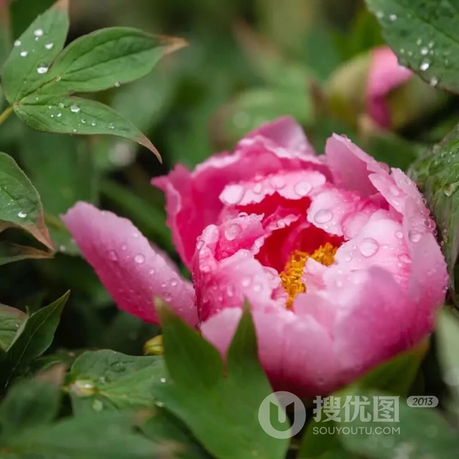 牡丹花图片，花期4-5月开放的雍容华贵国花牡丹花唯美图片