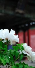 牡丹花图片，花期4-5月开放的雍容华贵国花牡丹花唯美图片