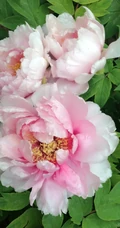 牡丹花图片，花期4-5月开放的雍容华贵国花牡丹花唯美图片