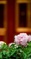 牡丹花图片，花期4-5月开放的雍容华贵国花牡丹花唯美图片